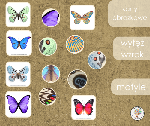 wytęż wzrok - motyle nowe.png
