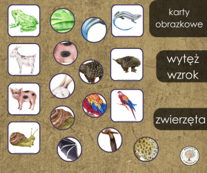 Gra - wytęż wzrok - zwierzęta