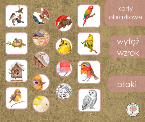 wytęż wzrok - ptaki.png